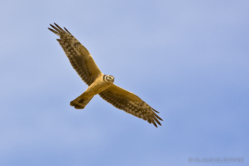 Pallid Harrier_KBJ3151.jpg - Pallid Harrier 2 cy male  - Yotvata